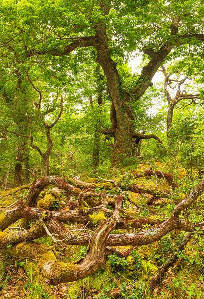 Killarney (Ierland) van Marcel Kerdijk