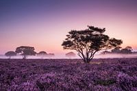 un rêve violet