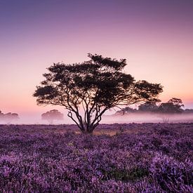 a purple dream by Bart Harmsen