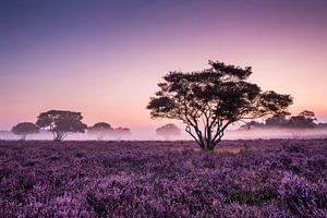 un rêve violet sur Bart Harmsen