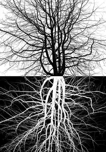 Der Baum des Lebens #2 von Rafael Campezato