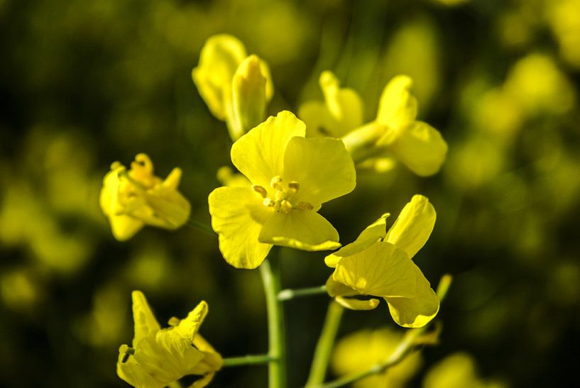 Yellow 1 by Norbert Sülzner