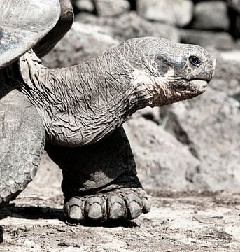 Schildpad, Galapagos van Marit Lindberg