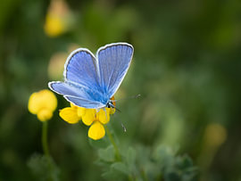 The butterfly with the mythical name, the Icarus Blue by Marjon Woudboer