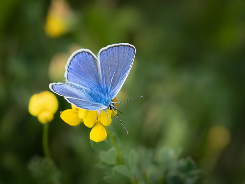 De Vlinder met de mythische naam, het Icarusblauwtje