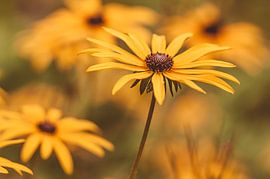 Chapeau de soleil sur Nancy van Verseveld