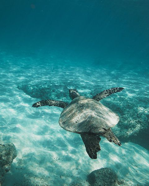 Under the Sea by Hello Pompoyo