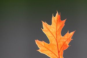 Goldener Herbst zeigt sich mit farbenfrohen Bättern im goldenen Oktober lädt zum Spaziergang und Blä von Christian Feldhaar