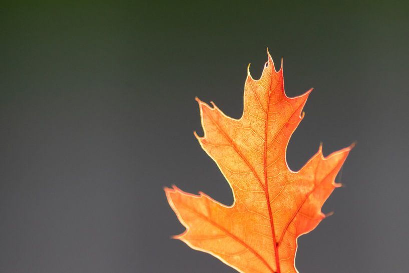 Gouden herfst met kleurrijke bladeren in gouden oktober nodigt u uit voor een wandeling en het verza van Your Happy Life