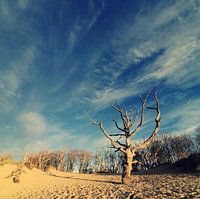 Reaching for the sky