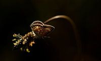 Vlinder in mooi licht van Diana Mieras thumbnail