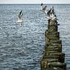Gulls start from a row of groynes by Ralf Lehmann
