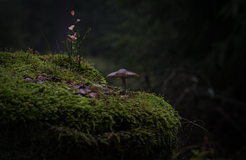 Small world