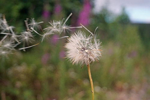 Blaasbal in de wind