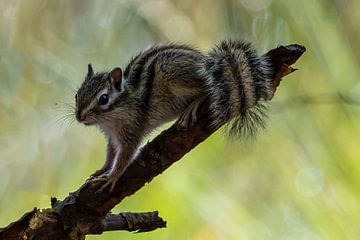 Siberian ground squirrel on a beautiful bokeh background by Gianni Argese