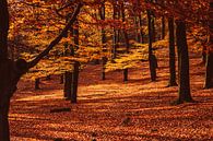 Forêt d'automne par Mayra Fotografie Aperçu