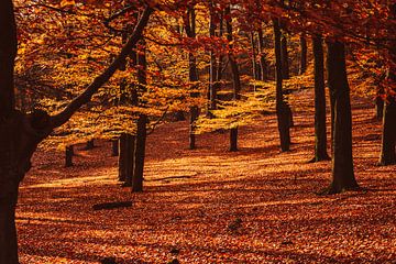 Herbst Wald von Mayra Fotografie