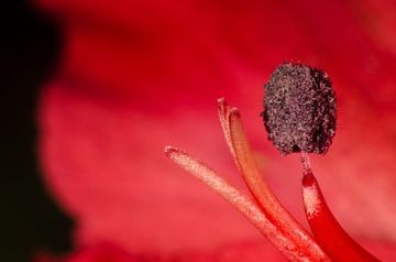 Alstroemeria by Ludo Beckers