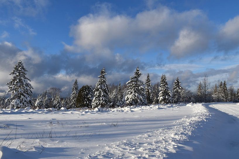 Ein verschneiter Wald im Winter von Claude Laprise