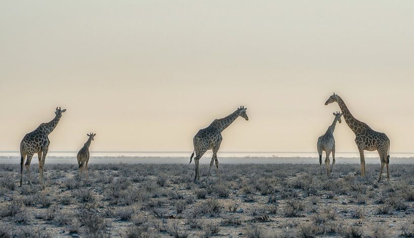 Lange nekken van Loris Photography