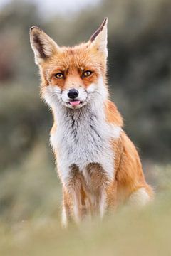 red fox von Pim Leijen