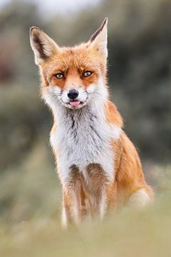 red fox by Pim Leijen