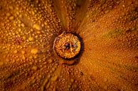 UFO: Unidentified Flora object van HvNunenfoto thumbnail