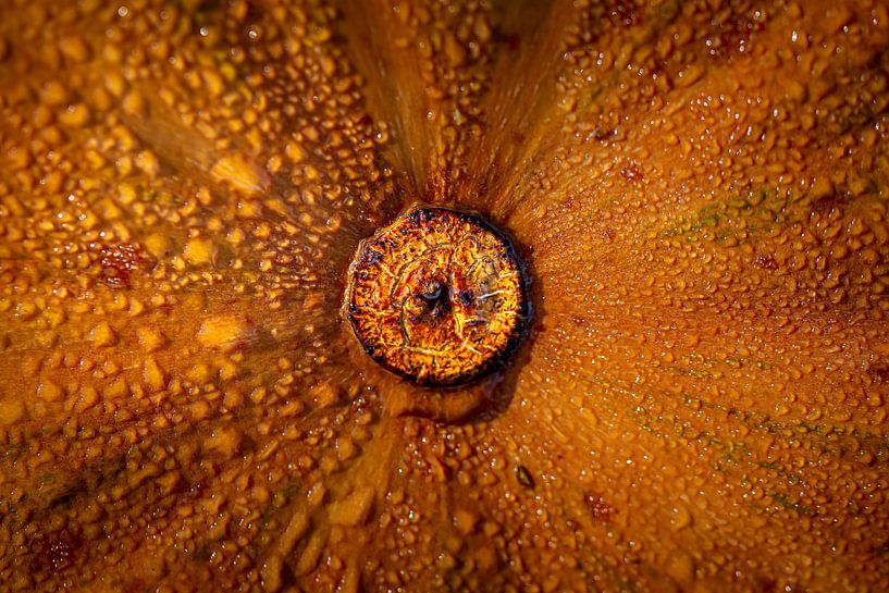 UFO: Unidentified Flora object van HvNunenfoto