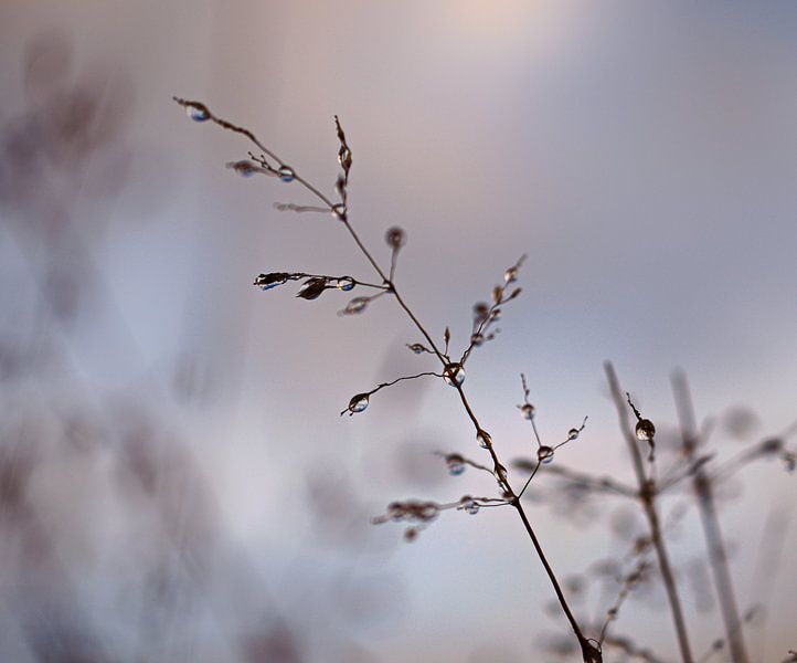 Vulnerable by Pink Rose Pictures