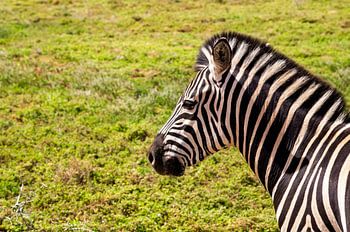 Zebra, Südafrika