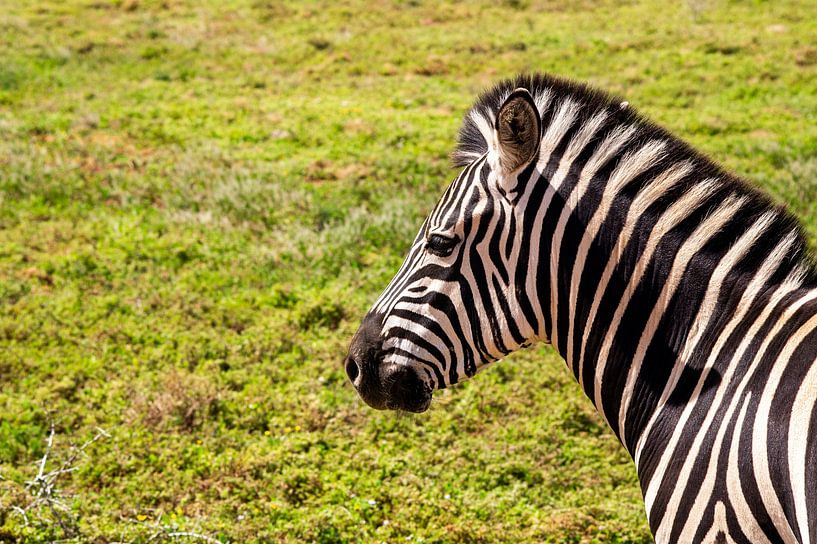 Zèbre, Afrique du Sud par Mark Marijnissen