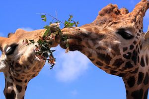 Grappige giraffen eten samen