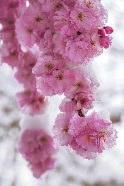Snow covered pink cherry blossoms by ManfredFotos