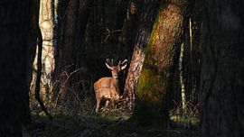 Eye to eye by I.A. Tomassen