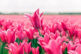 Tulipfield by marco de Jonge