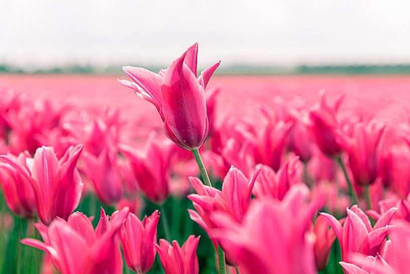 Tulpenveld van marco de Jonge