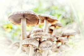 Compositie van paddestoelen van Evert Jan Looise