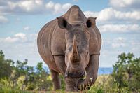 Portrait of a rhinoceros, frog perspective.