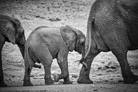 Elephants