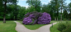 Rhododendrons à Staverden
