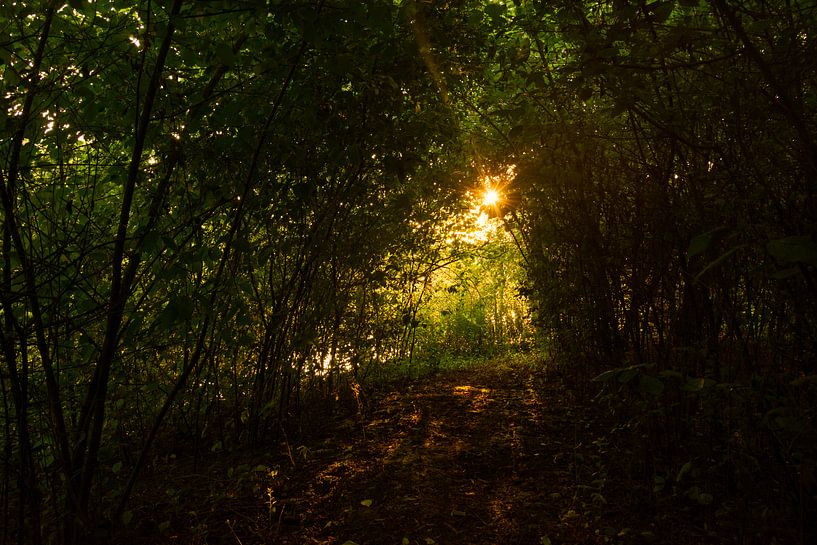 Sun through the trees by Frans van Dam