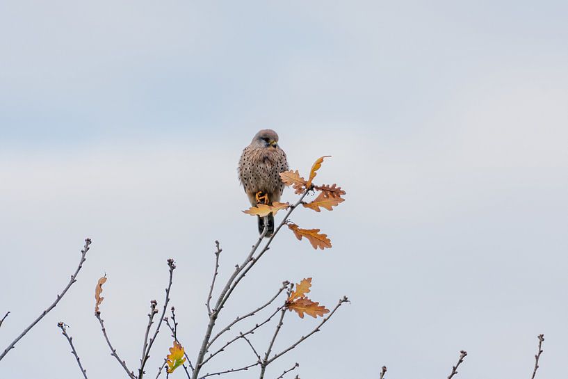 Turmfalke im Polder von Merijn Loch