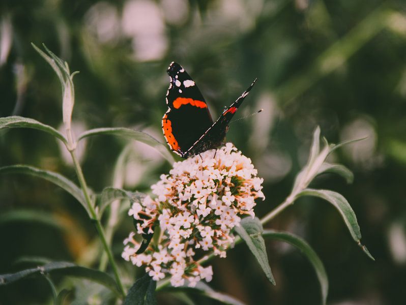 Butterfly by Laurenz Heymann
