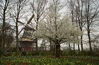 Keukenhof