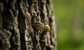 Escargots Fibonaci Tree
