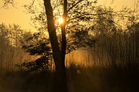 sunrise in the Weerribben NP
