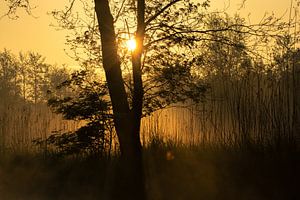 zonsopgang in de Weerribben NP