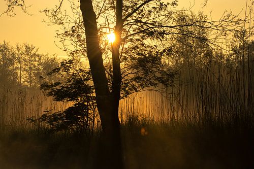 Sonnenaufgang im NP Weerribben