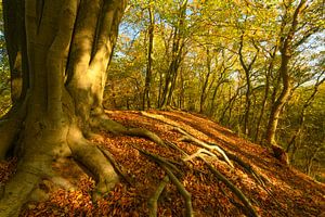 Old beech trees in an autumn forest by Sjoerd van der Wal Photography