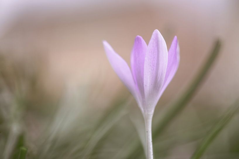 bloemen part 49 van Tania Perneel